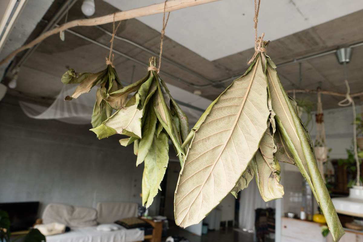 Japanese Loquat Leaves Tea Biwa cha Vege Japan